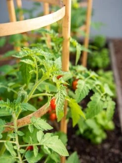 Bamboo Tomato Cages, Set Of 3 -Hot Sale Flower Seed Store 8613426 6934