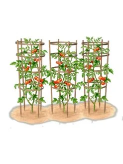 Bamboo Tomato Cages, Set Of 3 -Hot Sale Flower Seed Store 8613426 art
