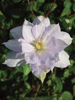 Clematis, Louise Row