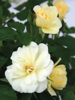 Rose, Popcorn Drift -Hot Sale Flower Seed Store 8d1105a407a37eb5f9aa1dba212a37f4d6e822151705cb6eb1ccade789145c3d