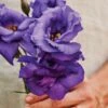 Lisianthus "The Blue Rose"®