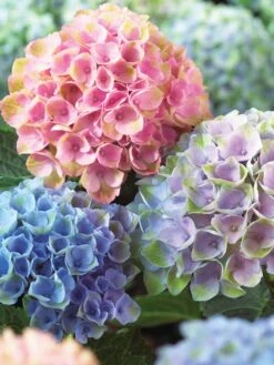 Hydrangea, Magical Everlasting Revolution
