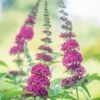 Buddleia, Miss Molly -Hot Sale Flower Seed Store 914c11a7579a33edfbc6f02b5b16381765a4e3caaaec1e50724b6f2482d99a1c