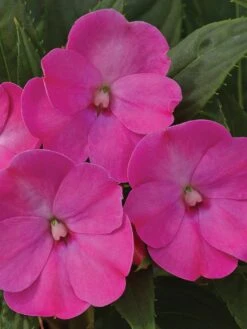 Impatiens, SunPatiens Lilac