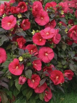 Hibiscus, Mars Madness -Hot Sale Flower Seed Store 9175be3d3e0cde75a58d8f3098f9ce656289cfc607cfa2889c5fc50eca14f8a9 1