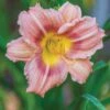 Daylily, Chorus Line 1 Daylily, Chorus Line -Hot Sale Flower Seed Store 932ab3c5b3e304f007aad3ce5cd2d28e7a80d5dd5b75d6d32f60f75a6ed110df