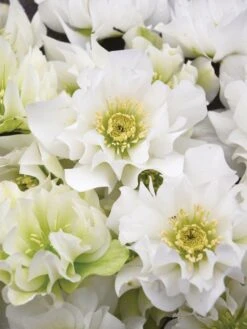 Hellebore, Wedding Party® Wedding Bells