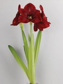 Amaryllis, Carmen -Hot Sale Flower Seed Store 9c0cc7e40b62d95c3ef62fce88d4ab5c76bb4c9c85746d655c8109d9e58e7bfa 1