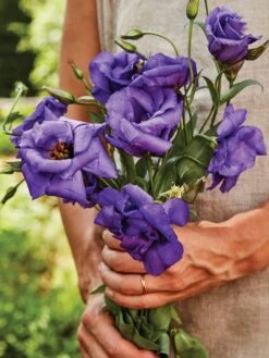 Lisianthus "The Blue Rose"® -Hot Sale Flower Seed Store 9cdc5369236170a5ccf4bf1ba6c2b12baecc523aa63d98561483644732b7fb16