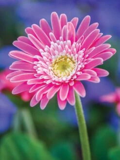 Gerbera, Garvinea Sweet Memories