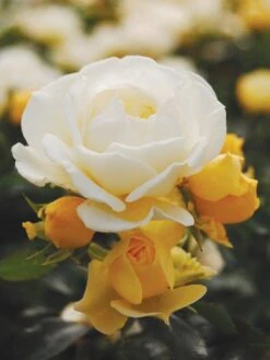 Rose, Popcorn Drift -Hot Sale Flower Seed Store 9ee9b623084ebf31a970c84ee0d084a79887cd1cd8a4e66ccb5d5bd770a2e660 1