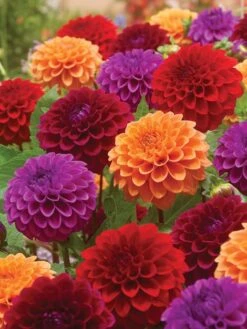 Dahlia, Summer Tango Collection -Hot Sale Flower Seed Store 9f5aace848741e42c83bd154b361e027342a427b04d1192029eed2db43bc6486 1