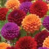 Dahlia, Summer Tango Collection -Hot Sale Flower Seed Store 9f5aace848741e42c83bd154b361e027342a427b04d1192029eed2db43bc6486