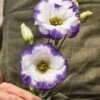 Lisianthus, Balboa Blue Rim