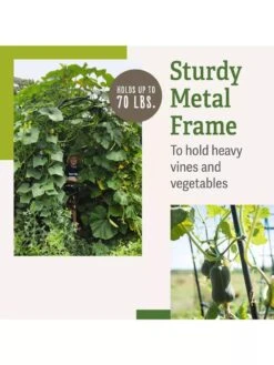 Titan Squash Tunnel -Hot Sale Flower Seed Store B07932DMCR plantsupport benefits 2