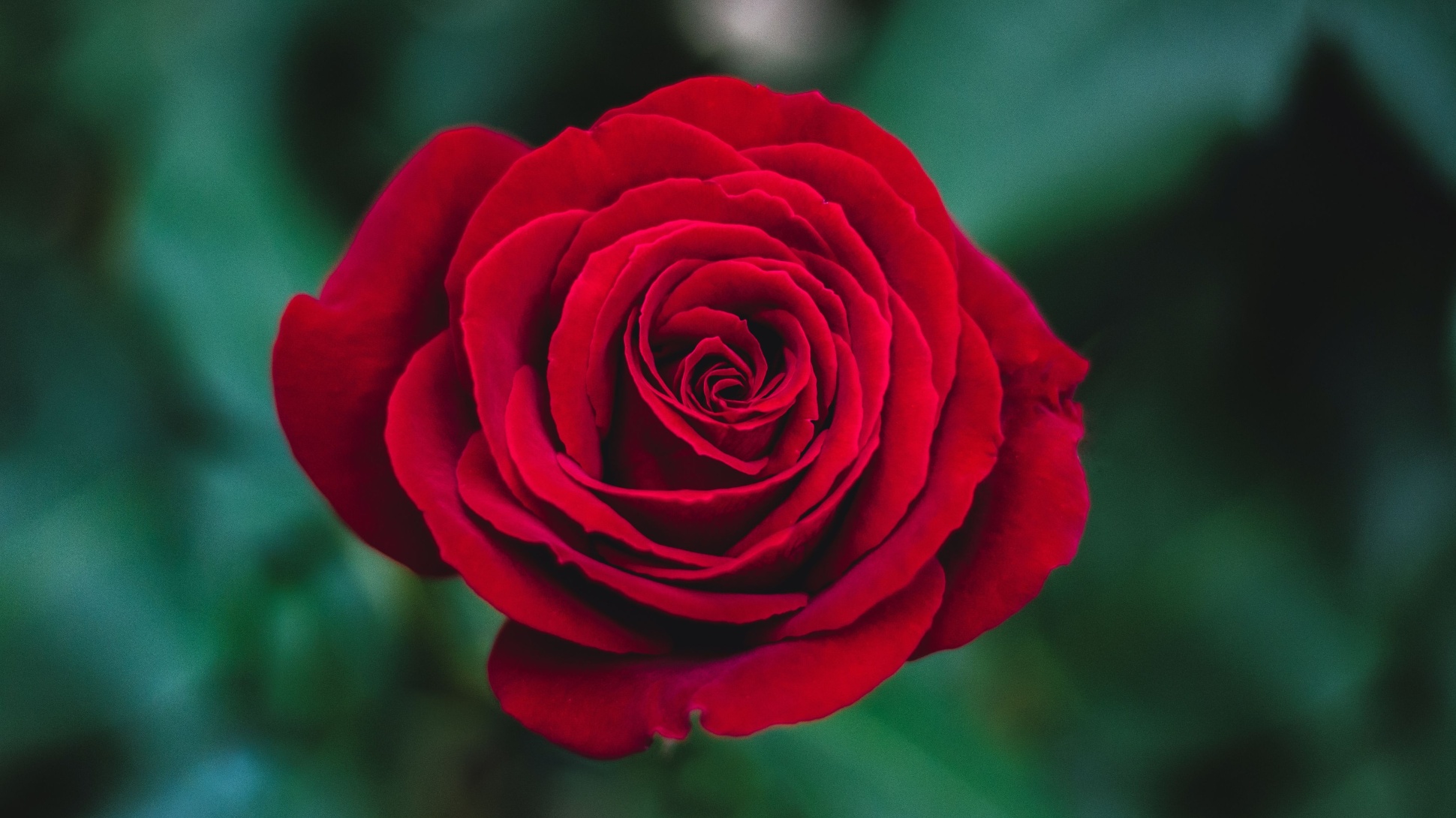 Hot Sale Flower Seed Store -Hot Sale Flower Seed Store Red rose ivan jevtic