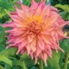 Dahlia, Penhill Watermelon 1 Dahlia, Penhill Watermelon -Hot Sale Flower Seed Store a597b755343c9ce894662692ed2b2f1d6785232dbc8bb83c9ed02892b649f28f
