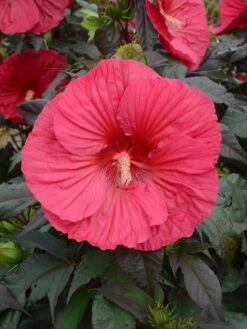 Hibiscus, Mars Madness -Hot Sale Flower Seed Store a6fbe0601786be0be10dde6c406f8af7245ee447581f7be2c556e8196bbcdc96 1