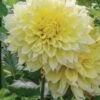 Dahlia, Kelvin Floodlight