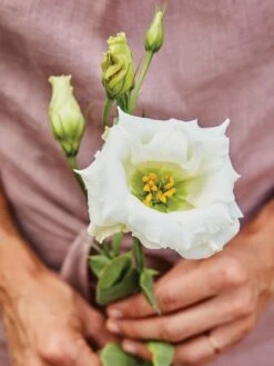 Lisianthus, Cream White -Hot Sale Flower Seed Store a9e08dacfa0072466bfd3b5cfc5db62717780c9b95ed086e6922ed4385ca0e41 1