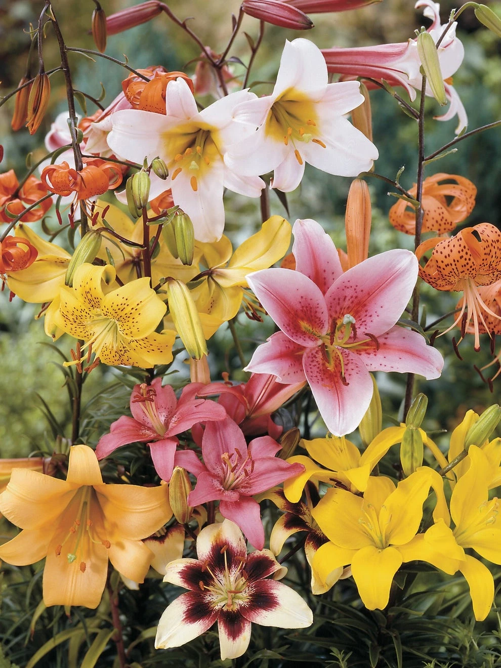 Lily, All Summer Mix 3 Lily, All Summer Mix