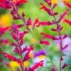 Salvia, Roman Red -Hot Sale Flower Seed Store b43276649ce5c8a799a05ba2c6afb567e08d712debf04e0a5df420aa04a21b50