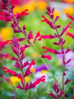Salvia, Roman Red