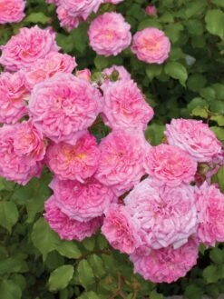 Hot Sale Flower Seed Store -Hot Sale Flower Seed Store b43281cf3fad87e27644fbe378d4d19692d9533a77e5f66a4923a83e6ca24ca6