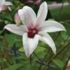 Clematis, Princess Kate -Hot Sale Flower Seed Store b5f7f800c702cd8db18ec7fe6e58c14ebeeed5708f2ab3c6365e63ce7776f6e9