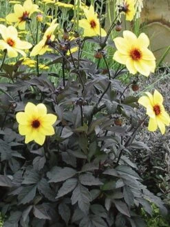 Dahlia, Mystic Illusion -Hot Sale Flower Seed Store bc4a77fb8c9683c775f321ba8ad05d7b2aa6ba166b68e71c0b9f1393b7c4a10b 1