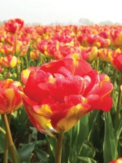 Tulip, Sundowner -Hot Sale Flower Seed Store c2130ca128a1cc18b26ef7bfb3f05412d2e4c766c1d0f56bb8b589fe8701dba5 1
