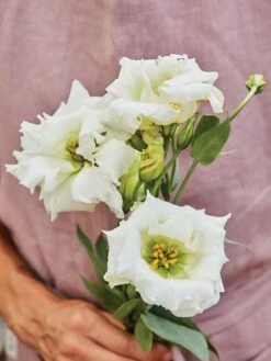 Lisianthus, Cream White -Hot Sale Flower Seed Store c374bdf0c9c020306bfc8fad2cfce1f37494388473cba44120b993d47cc186e0 1