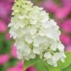 Hydrangea, Moonrock -Hot Sale Flower Seed Store c5f2561c08b10e20a02edb535cc49f0a8f554fe0dee59958301105d43f724120