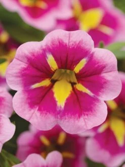 Calibrachoa, Can-Can® Bumblebee Pink -Hot Sale Flower Seed Store c7509a1e87a30955bc44a3b8239eedf53047d869469ba5b95b1897fc013c6f21 1