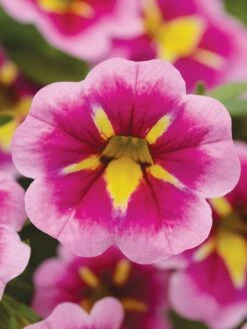 Calibrachoa, Can-Can® Bumblebee Pink
