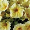 Petunia, Bee’s Knees -Hot Sale Flower Seed Store c7b7c67398722c137c3620dcbbeebda614ec7b445d750c73618696b47b235f39