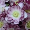 Hellebore, Wedding Party® Blushing Bridesmaid -Hot Sale Flower Seed Store c8bbc22e4b01dded9b91857195a9ab564ee5a6cbc27945d461c0cc26f9ef4d1b