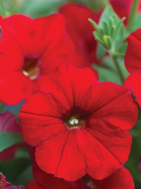 Petunia Easy Wave Red Hybrid 4 Petunia Easy Wave Red Hybrid - Image 2