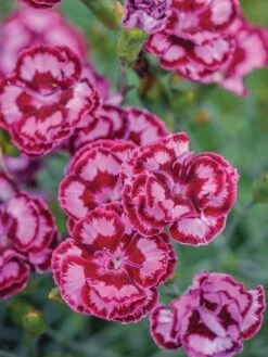 Dianthus, Scent From Heaven Angel Of Compassion -Hot Sale Flower Seed Store c99fdd611b2df901a1a4aabd779a8c0ce945fb5715ae6e6828784683b53aea9a 1