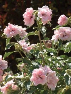 Hibiscus, Sugar Tip®