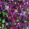 Clematis, Sweet Summer Love -Hot Sale Flower Seed Store cfcf86ac902162666b42f1f9d5cad7865f97c985254859bf1320c92a652f28d9