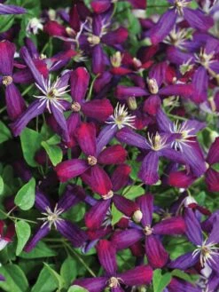 Clematis, Sweet Summer Love