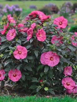 Hibiscus, Summerific® Berry Awesome -Hot Sale Flower Seed Store d268ecb1b9a1c04a13cb3846bd08031c508c23a284ddbf3f7ff561c42accf330 1