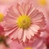Garden Mum, Mammoth Daisy Coral -Hot Sale Flower Seed Store d2d568de0ce4413ca088b04bb5b70050dca56a7042c100287db813fec2d44637