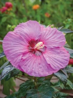 Hibiscus, Summerific® Berry Awesome -Hot Sale Flower Seed Store d41e3422c538d95f42b5be3bc5e187639ca1238f3d5307964ce5cdaef1ec7876 1