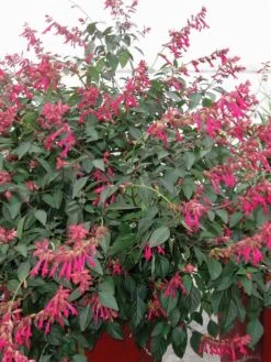 Salvia, Wendys Wish -Hot Sale Flower Seed Store d46983d99e9b7dfddbc6f21e394241aa51d41e87d1fa70582f0f0e220a3b73e0 1