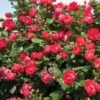 Rose, Oso Easy Double Red® -Hot Sale Flower Seed Store da16a8815d3d214efbc3284318b9968305661f10e479e2a1b0e4ffa9c31480e1