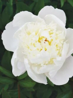 Peony, Immaculee