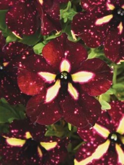 Petunia, Starry Sky Burgundy -Hot Sale Flower Seed Store de2174b4550a00f0928acf38ff9a817138848b6e9e68d57352e439864e8bd61b 1