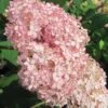 Hydrangea Arborescens, Invincibelle® Spirit II -Hot Sale Flower Seed Store e2b62914536ca784586e8f53986fe3bf004301e3990413b45c2de28534da2006